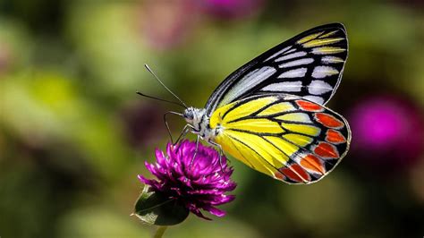 Insects Butterfly On Flower Macro Picture Ultra Hd