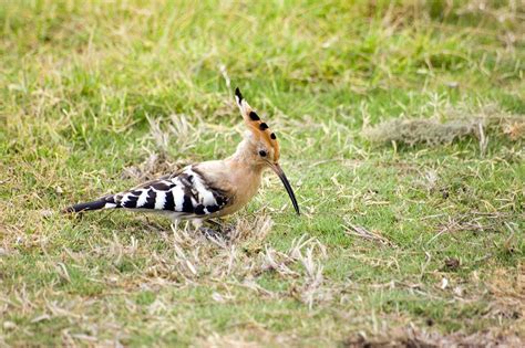 Marvelously Interesting Facts About The Beautiful Hoopoe Birds Bird Eden