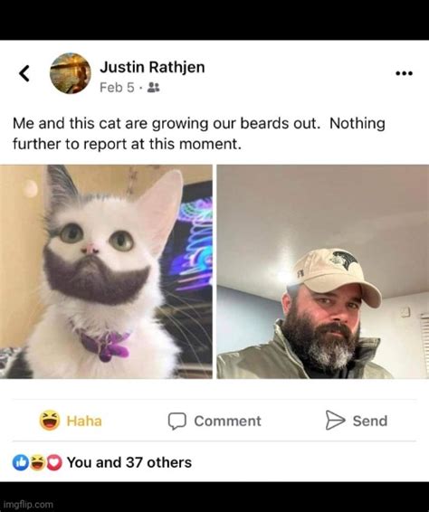 Cat Beards Imgflip