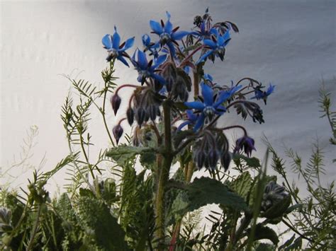 Borage Edible Blue Flower 25 Seeds