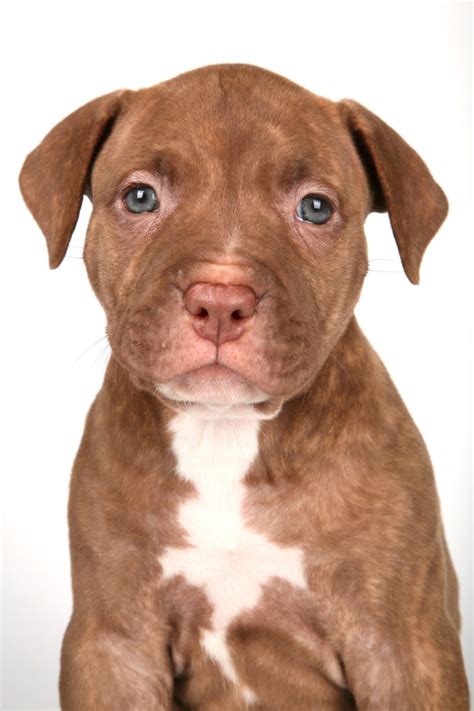 How To Choose The Best Pitbull Puppy Food