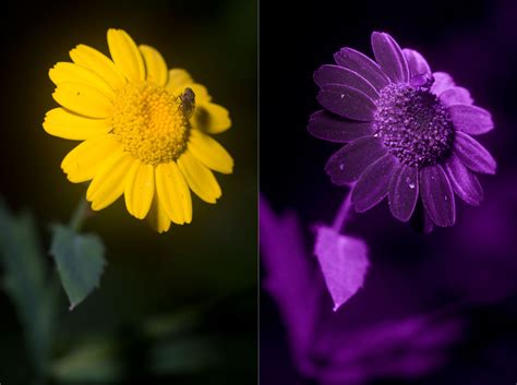 Ultraviolet And Multispectral Photography · David Kennard Photography