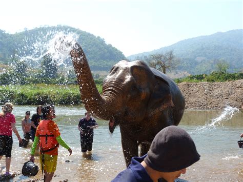 Elephant River Bath Splash Elephant Nature Park Chiang Mai Thailand Elephant Nature Park