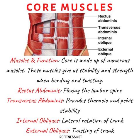 Core Muscles Core Muscles Muscle Function Muscle