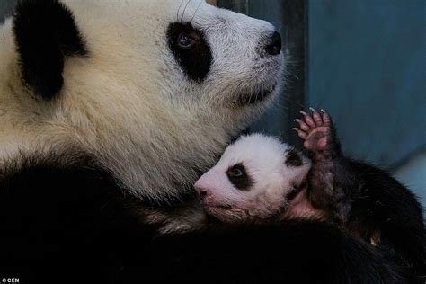 Pin On Beautiful Pandas