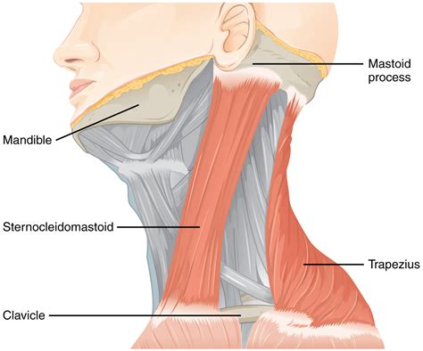 Superficial Neck Muscles Meddists