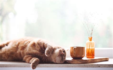 A Cat Laying On Top Of A Window Sill Next To A Cup And Vase