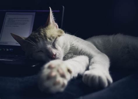 How To Get Your Cat To Sleep At Night Petmd