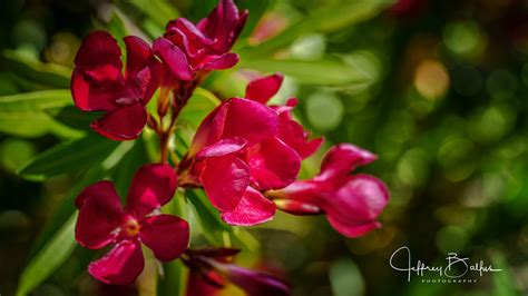 Bright Red Oleander Garden 35820 Jeffrey Balfus Flickr