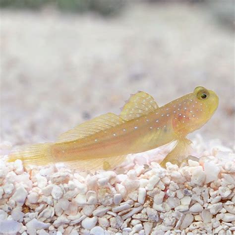 Yellow Watchman Goby Captive Bred Ora Saltwater Aquarium Fish For