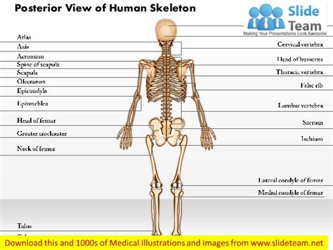 Example of a protein with an alpha helix content of >80% left: Posterior view of human skeleton medical images for power ...