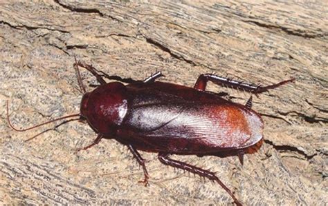 Palmetto bug vs cockroach (roach) roach is another roach or cockroach. Palmetto Bugs vs. Cockroaches | Massey Services, Inc.