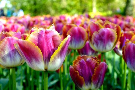 Check spelling or type a new query. Tulip bulbs - Miami Sunset | Tulips, Garden calendar ...