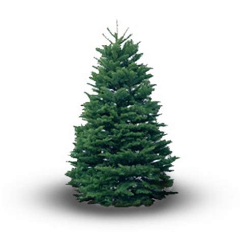 Noble Fir Premium Cut Real Christmas Tree