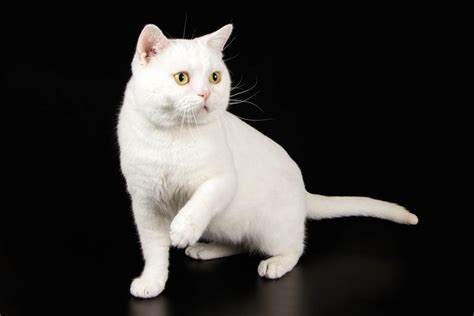 White Breeds Of Cat With Pictures Cat World