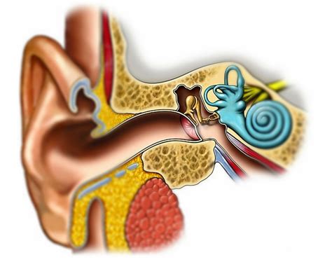 Important Details Affecting The Success Of Eardrum Surgery