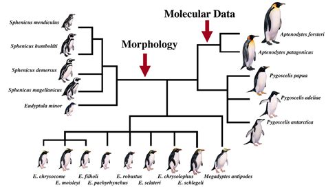 Evolution The Emperor Penguin