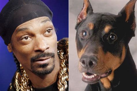 Animals That Look Like Celebrities Dog Funny Snoop Dogg Doberman