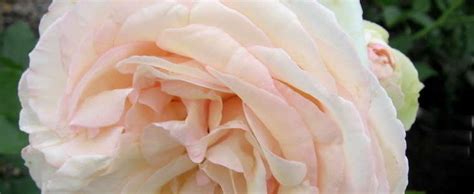Large Flowered Climbing Rose Romantica Rose Rosa White Eden