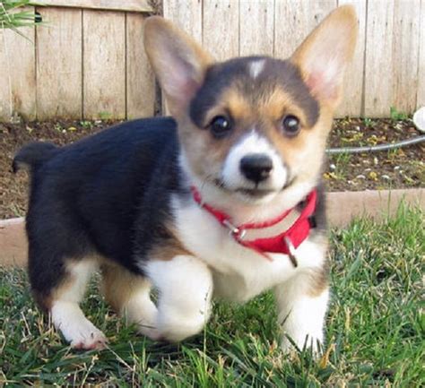 Good reputable breeder, good with other pets & kids home raised corgi puppies. welsh corgi puppies for sale in texas | Zoe Fans Blog ...