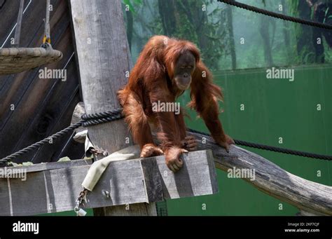 A Sumatran Orangutan Pongo Abelii At Sydney Zoo In Sydney Nsw