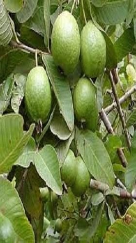 Sweet Tissue Culture Lalit Guava Plants Rs 130 Piece Ambica Agro