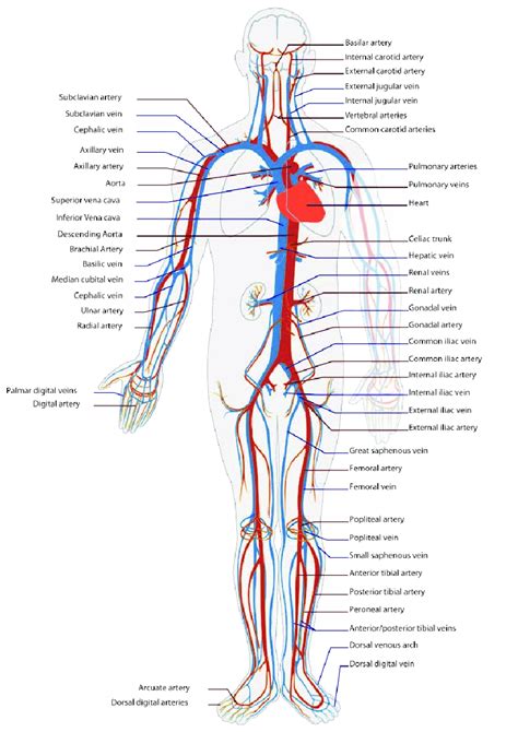 Figure A2 The Human Circulatory System Simplified Red Indicates