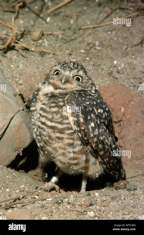 Burrowing Owl At Nest Athene Cunicularia Stock Photo Alamy