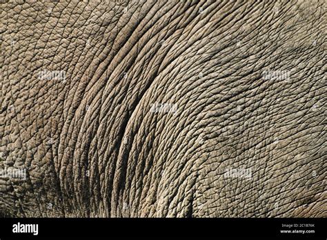Asiatic Elephant Skin Elephas Maximuss Stock Photo Alamy