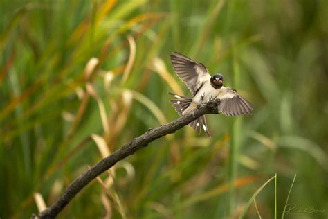 Jaskółka Dymówka Barn Swallow Hirundo Rustica Robert Bogacz Flickr