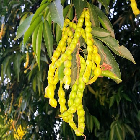 Verdadeaspas 👪 Fabaceae Inga Marginata