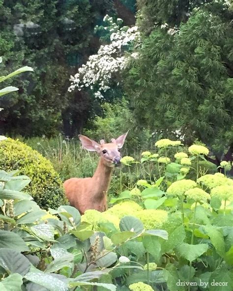 Rabbits and deer eat flowers and there are many more animals that eat flowers so i recommend buying animal replant spray if animals are eating your garden! How to Keep Deer From Eating Your Plants! | Driven by Decor