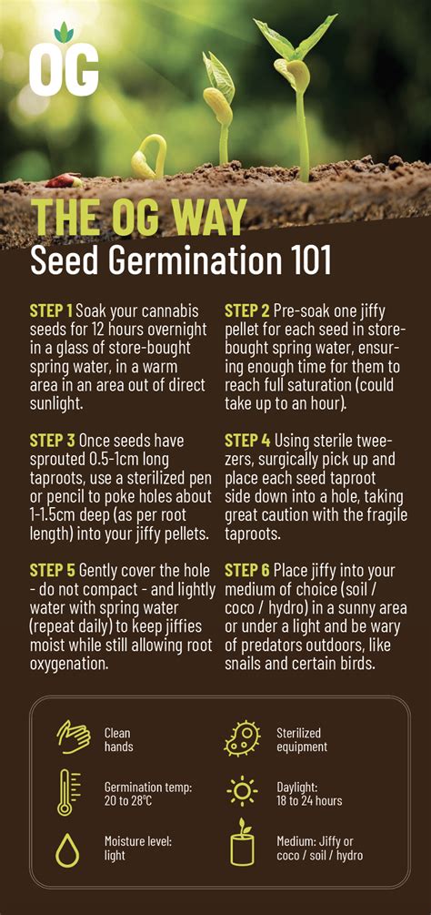 How To Germinate Cannabis Seeds Overgrow