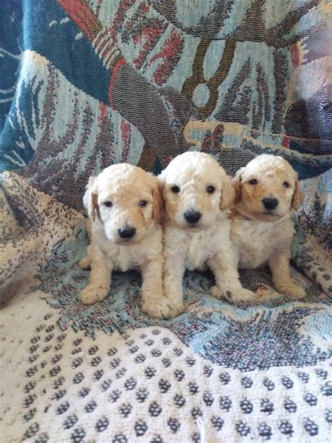 This is the price you can expect to budget for a miniature poodle with papers but without breeding rights nor show quality. Poodle Puppies For Sale | Lexington, NC #179812 | Petzlover