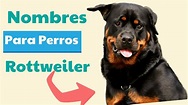 Nombres para PERROS ROTTWEILER Para Machos y Hembras | Originales y ...