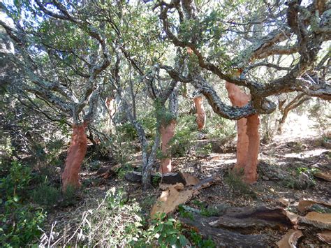 Study Of The Sensitivity Of Cork Oak To Climate Change In Corsica