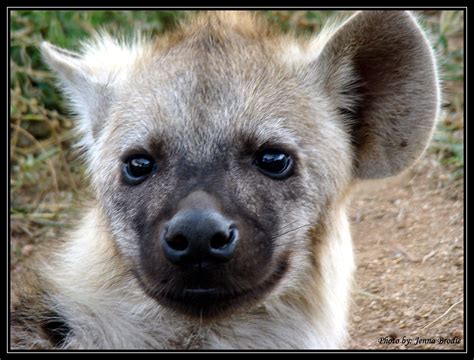 Hyena Pup Tiere