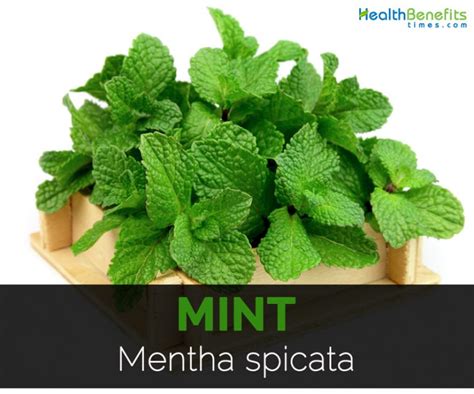Mint Facts Health Benefits And Nutritional Value