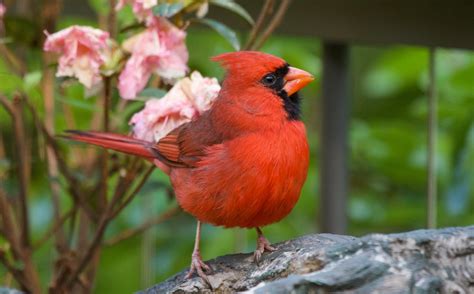 Bird Molting And Plumage Transformation — Creative Birding