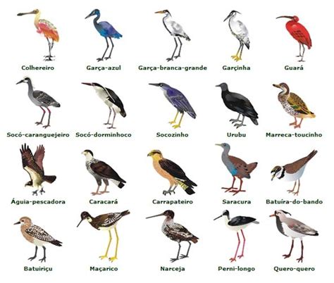 Blog Sos Rios Do Brasil Participe Do Censo Neotropical De Aves 059