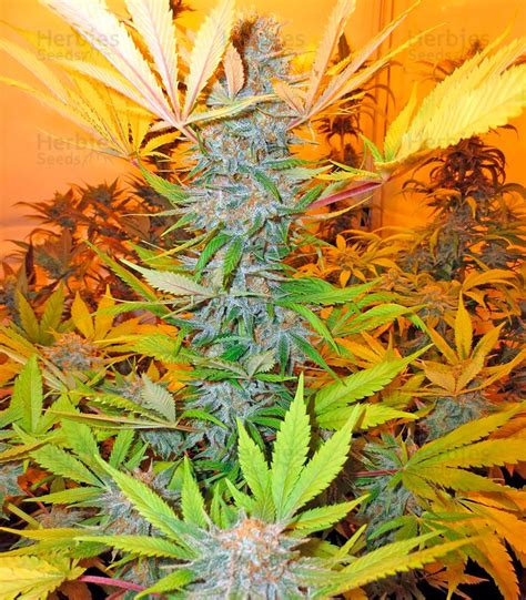 Aurora Indica Feminized Seeds For Sale Information And Reviews Herbies