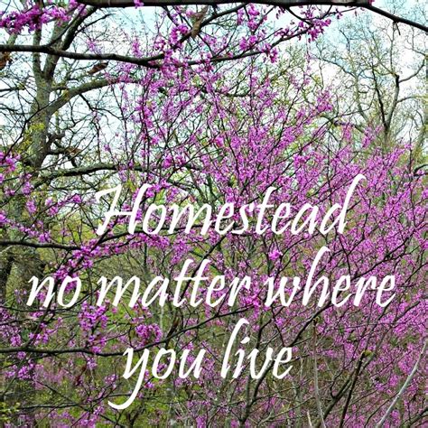 start homesteading now no matter where you live oak hill homestead