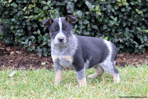 Blue Heeler Mix Puppies For Sale Greenfield Puppies