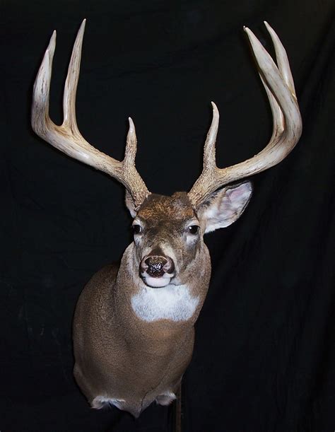 8 Great World Record Typical Whitetail Deer 62e