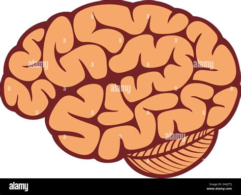 The Human Brain Vector Illustration Stock Vector Image And Art Alamy