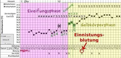 Beim eisprung lösen hormonelle veränderungen die freisetzung einer eizelle aus dem wann sind meine fruchtbaren tage? Einnistungsblutungen sicher erkennen