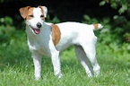 Parson Russell Terrier: Charakter, Haltung, Pflege | zooplus Magazin