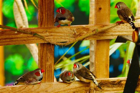 Build A Finch Aviary Build An Inexpensive Finch Aviary In A Day