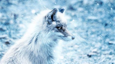 Baby Arctic Fox Wallpapers Top Hình Ảnh Đẹp