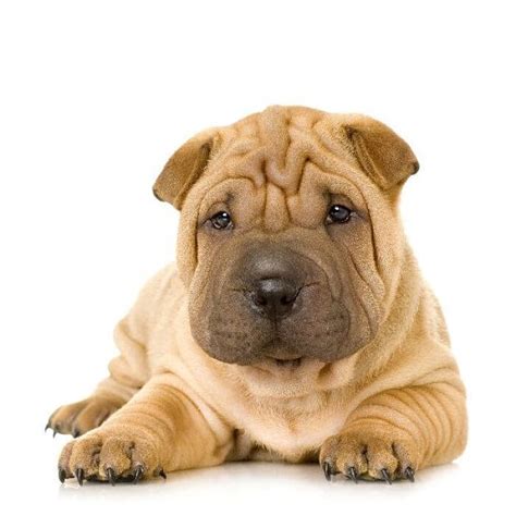 Te Lo Contamos Todo Sobre El Perro Shar Pei ¡descúbrelo Wakyma